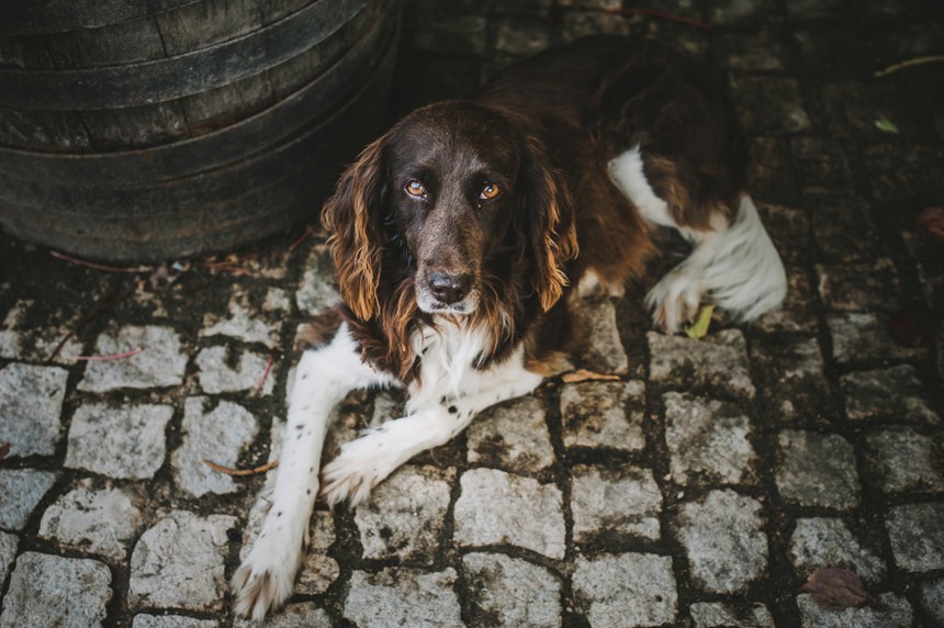 Portugal Destination Wedding - Quinta De Santana - by She Takes Pictures He Makes Films-202